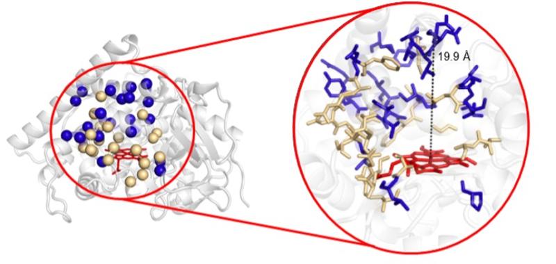 graphic Figure 1 – Introduction of sequence diversity in cytochrome P450 oxidase from Bacillus megaterium (P450 BM3).
