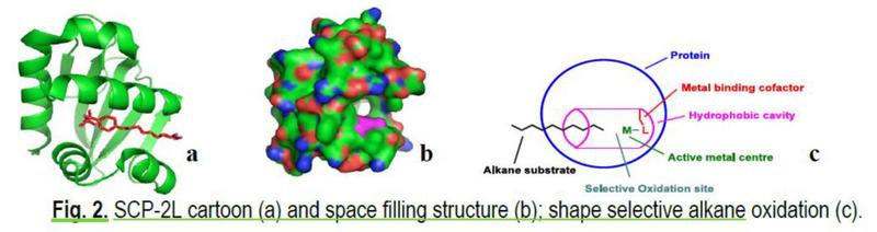 Scp 2l cartoon 1536x407 Fig 2 SCP-2L cartoon a) and space filling structure b) shape selective alkane oxidation c)